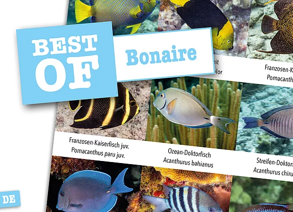 Dive Sticker Bonaire