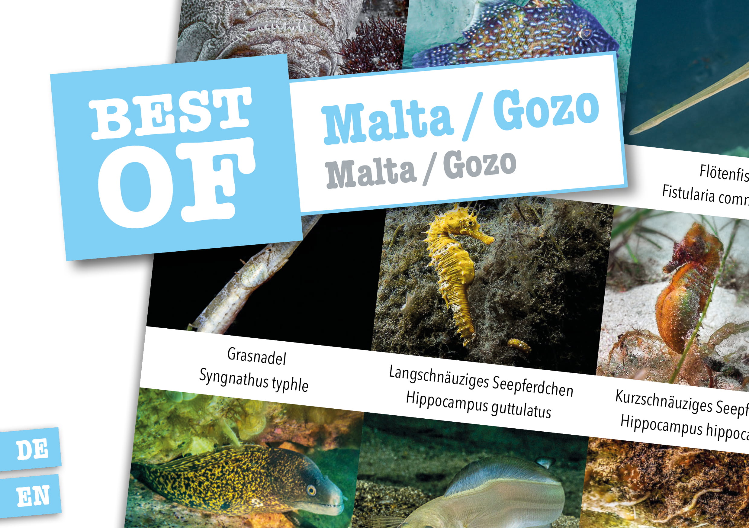 Dive Sticker Malta/Gozo