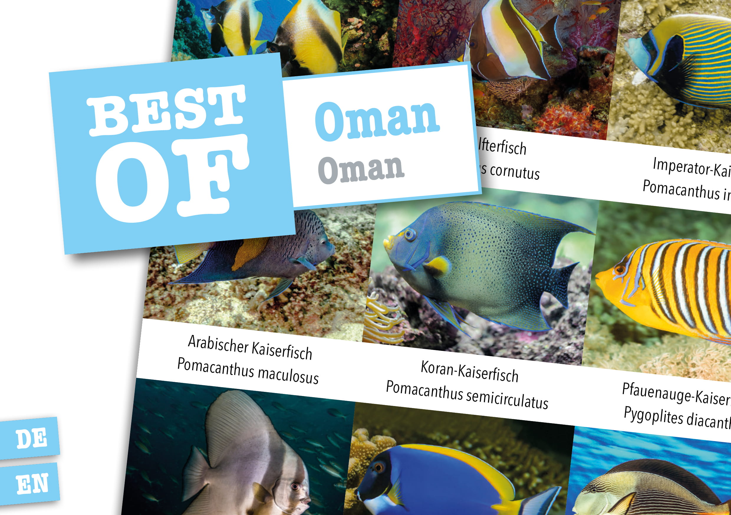 Dive Sticker Oman